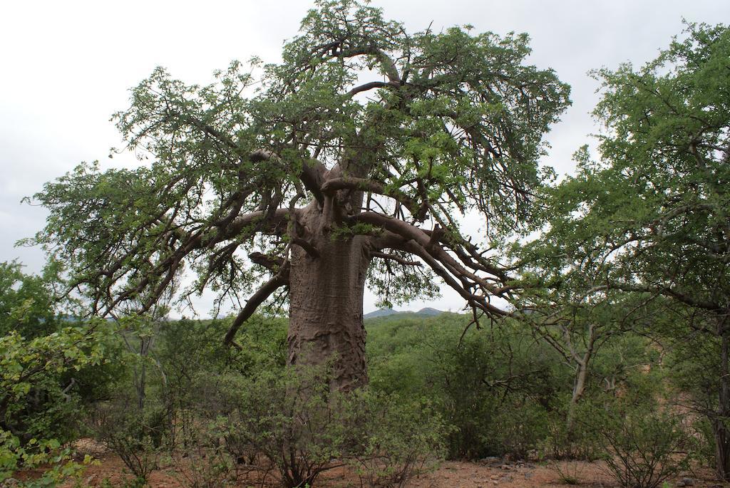Adansonia Eco Lodge Musina Bagian luar foto