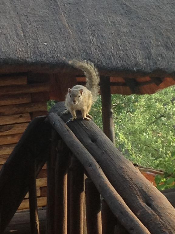 Adansonia Eco Lodge Musina Bagian luar foto