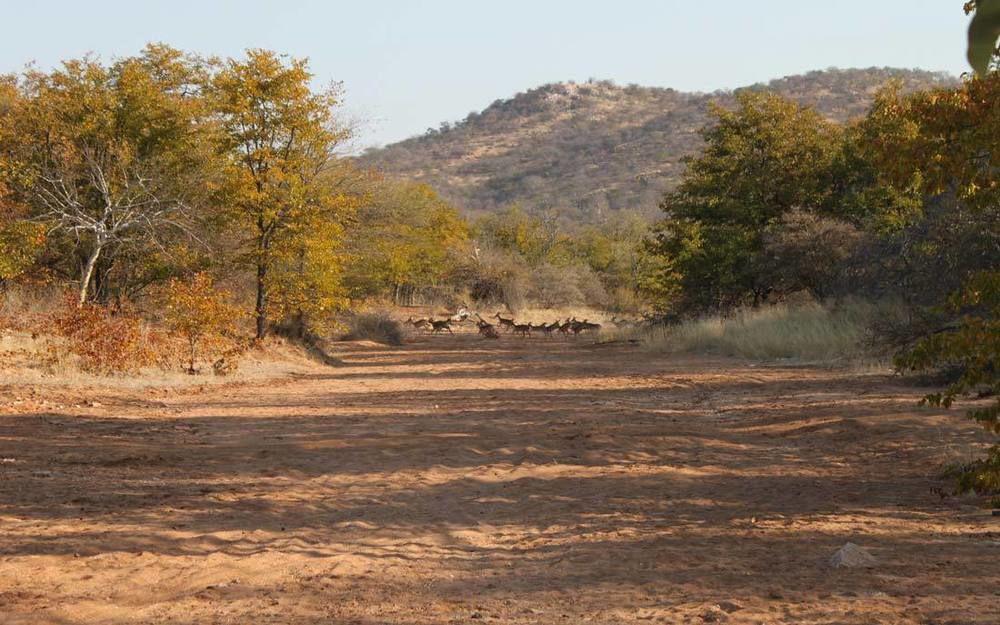 Adansonia Eco Lodge Musina Bagian luar foto
