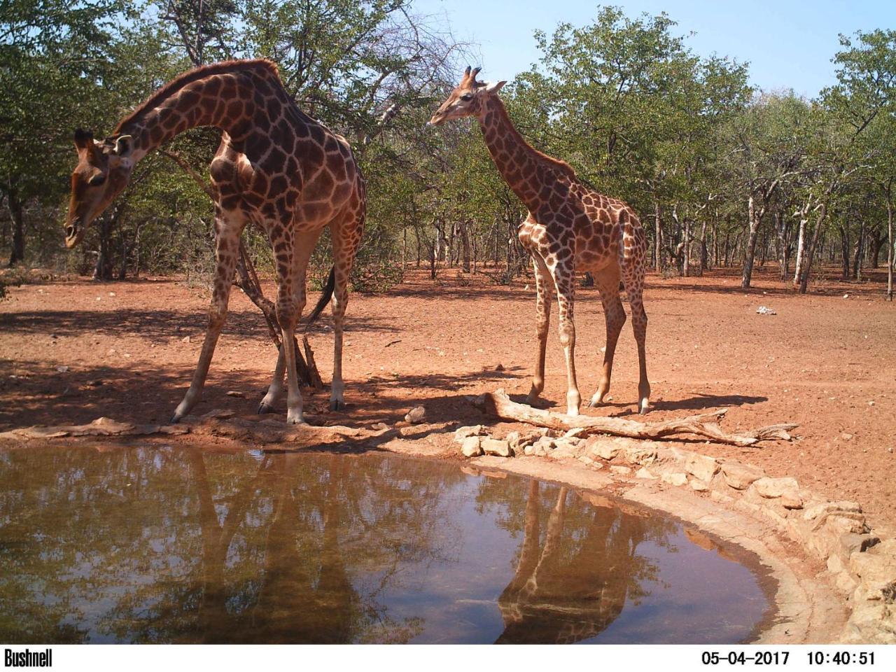 Adansonia Eco Lodge Musina Bagian luar foto